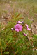 Image of Handsome Wedge Pea