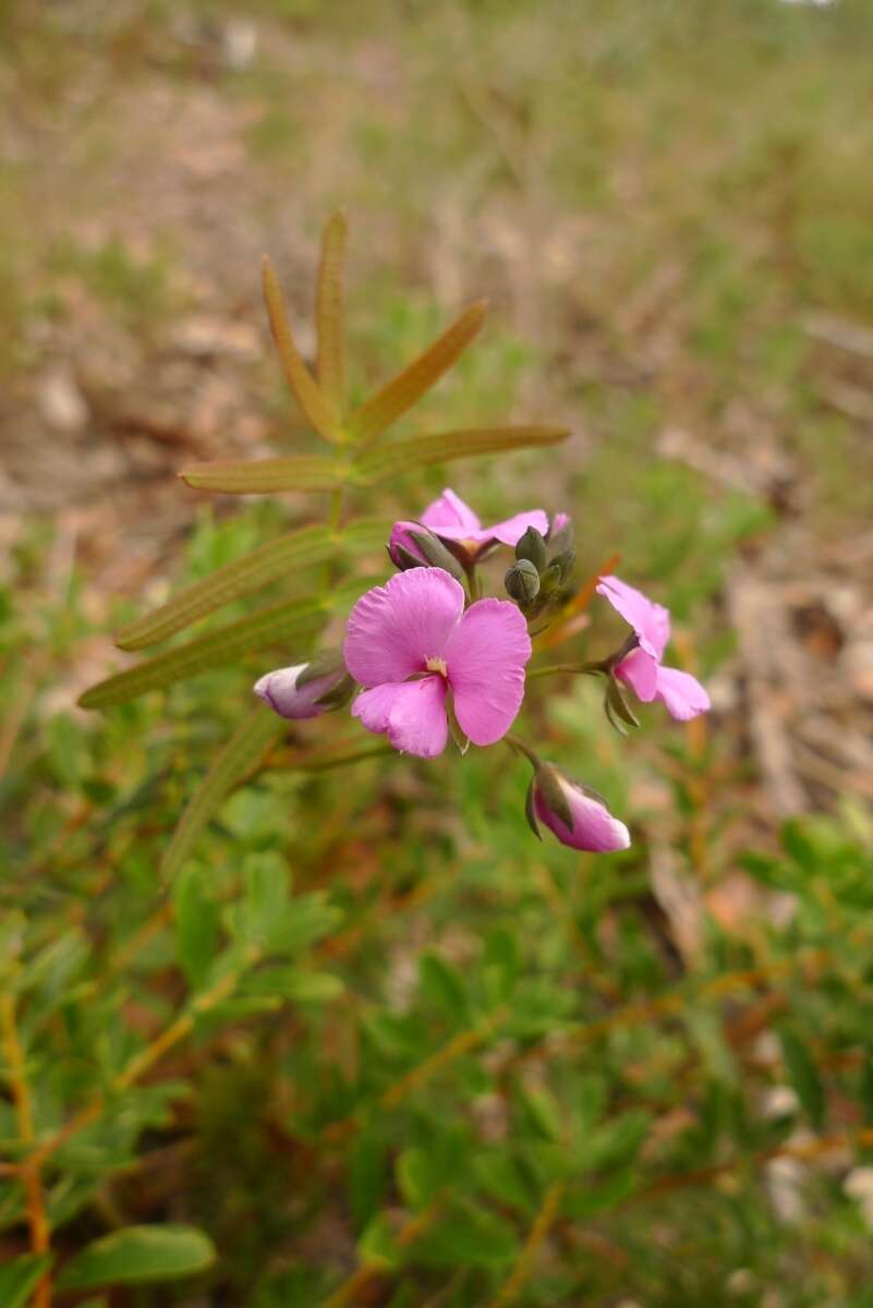 Image of Handsome Wedge Pea