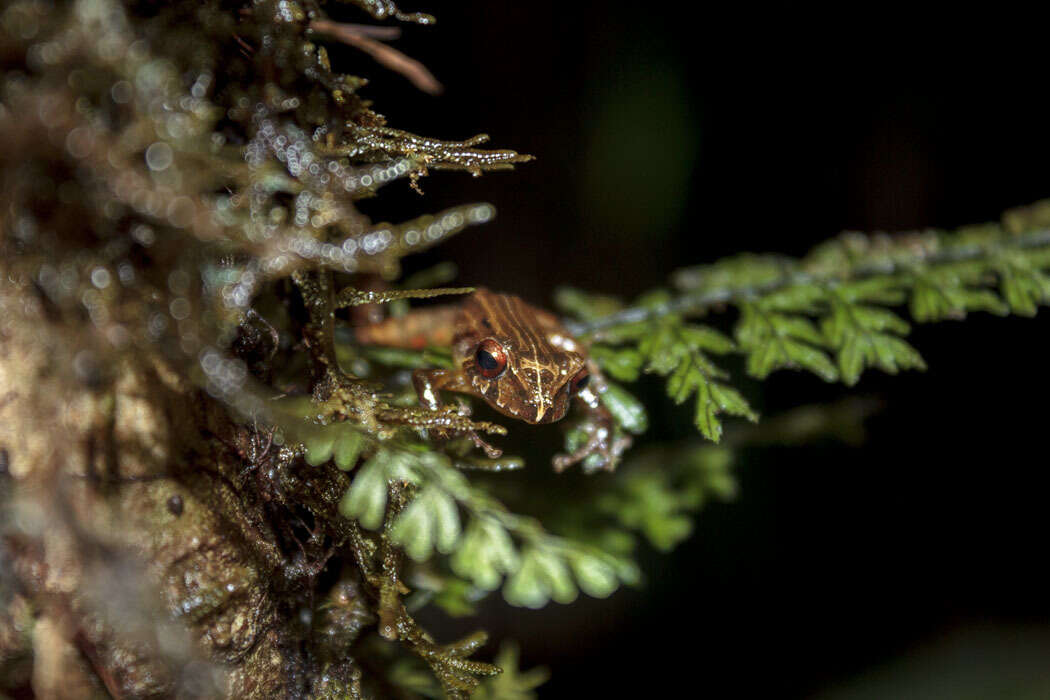 Image of Pristimantis viejas (Lynch & Rueda-Almonacid 1999)