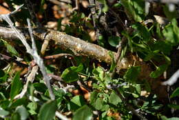 Plancia ëd Commiphora glandulosa Schinz