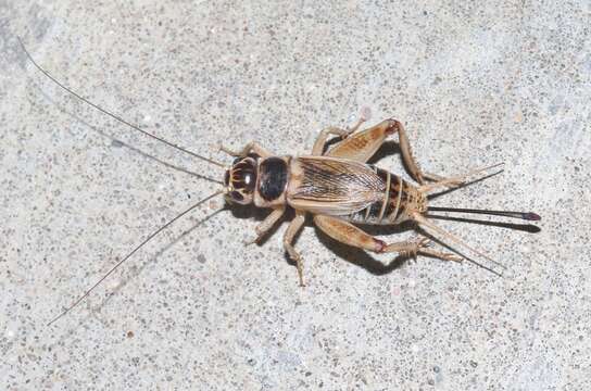 Image of Badlands Cricket