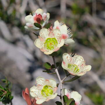 Image of Leptospermum macrocarpum (Maiden & Betche) J. Thompson