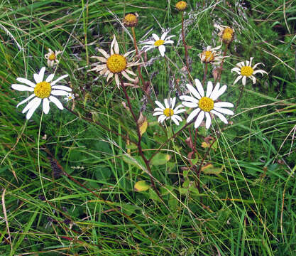 Слика од Leucanthemum rotundifolium (Willd.) DC.