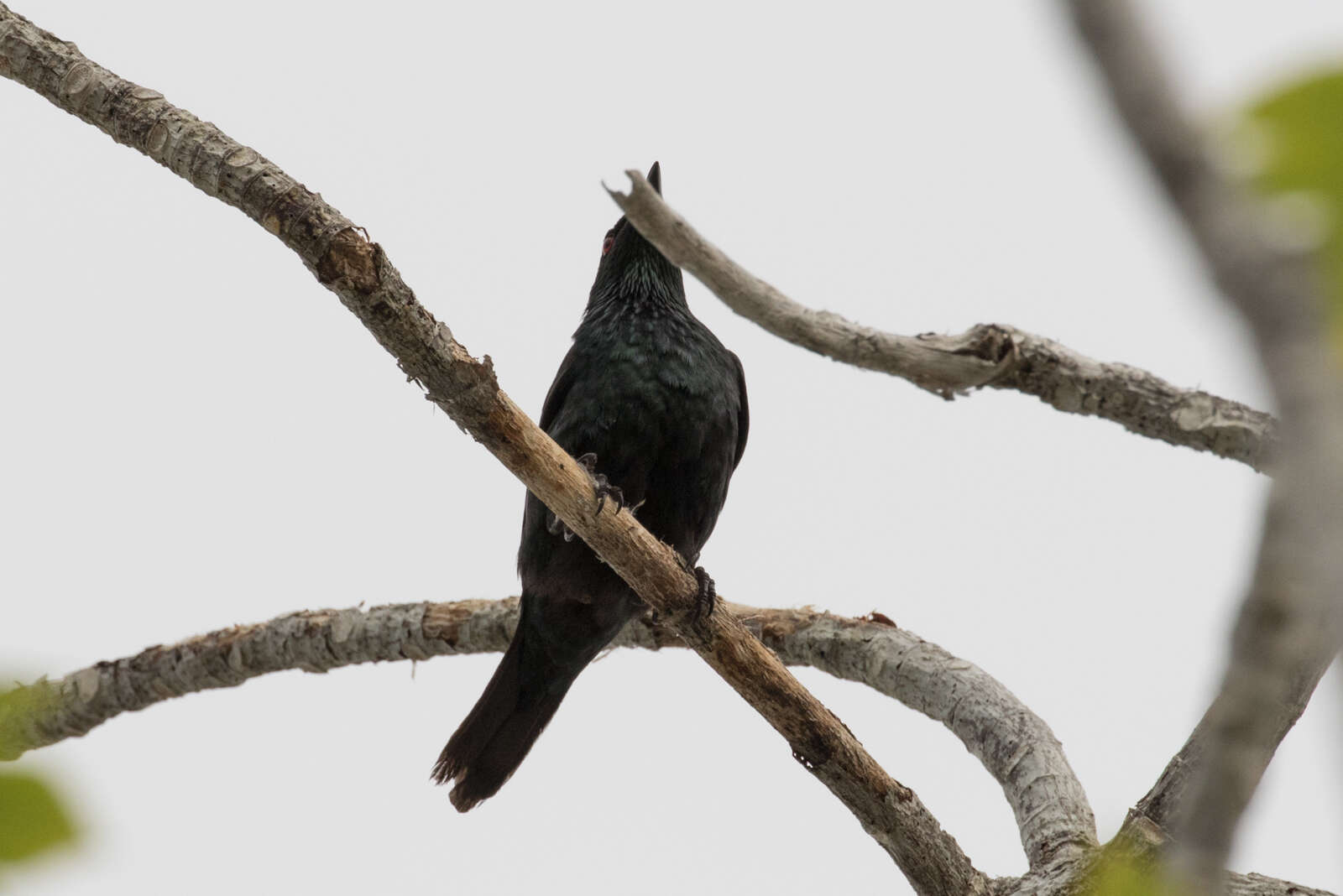 Plancia ëd Aplonis cantoroides (Gray & GR 1862)