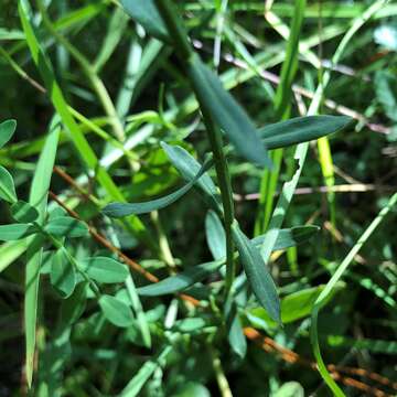 Image of sharplobe St. Johnswort