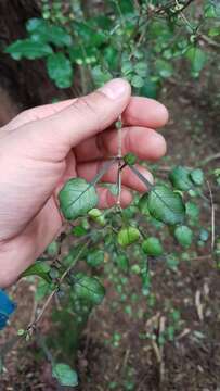 Image de Coprosma arborea Kirk