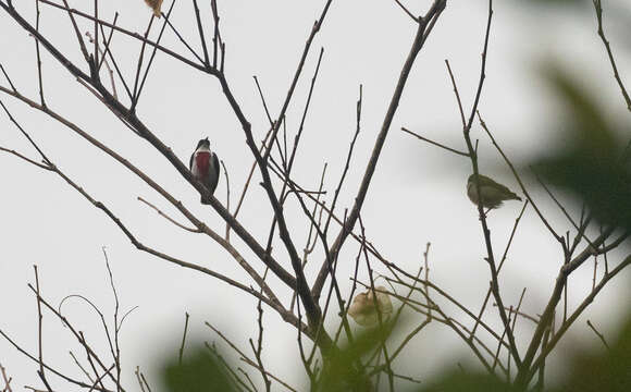 Image of Black-belted Flowerpecker