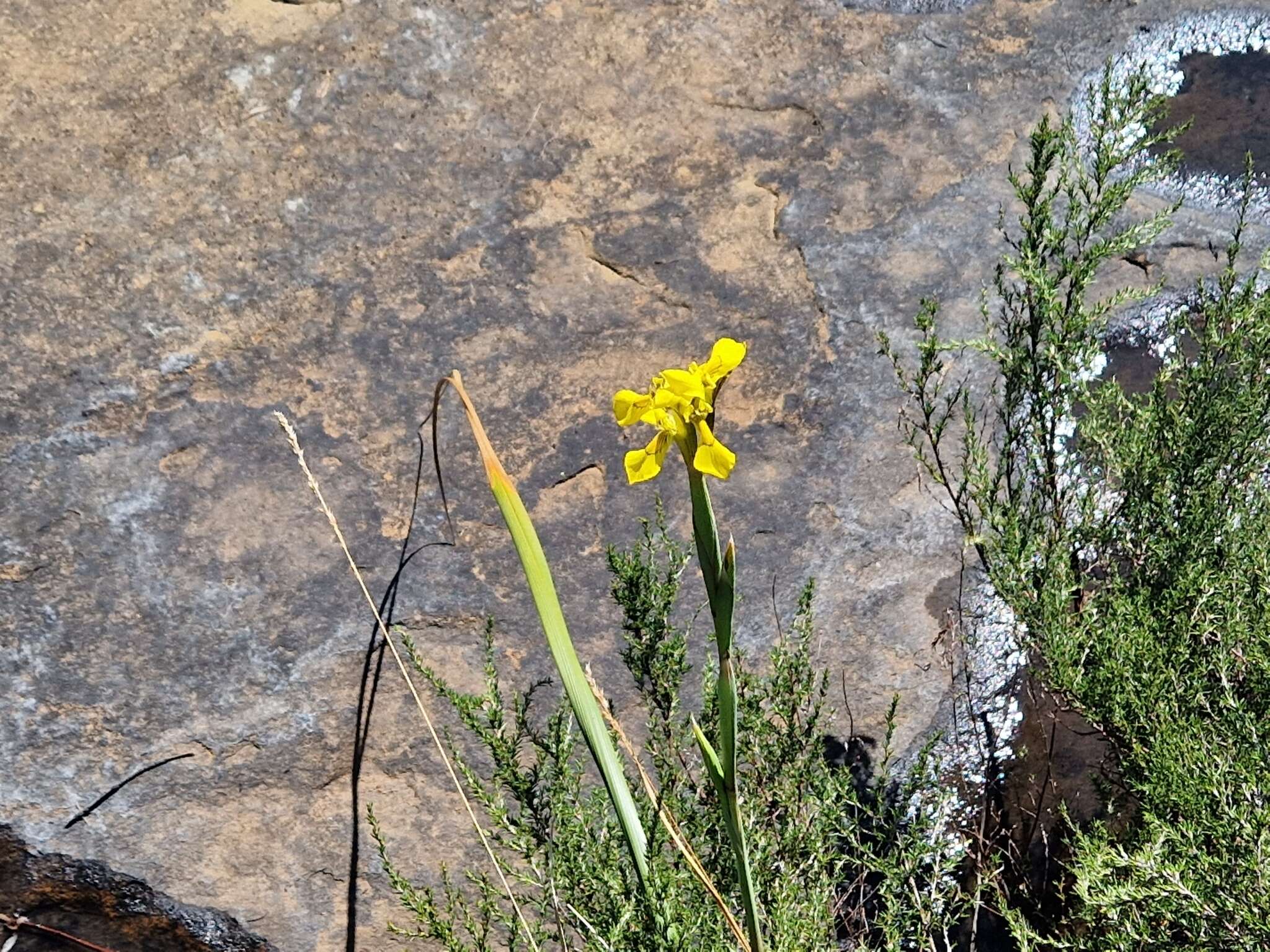 Moraea huttonii (Baker) Oberm. resmi