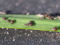 Image of Aphid