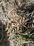 Image of Crassula lanuginosa var. pachystemon (Schönl. & Bak. fil.) Tölken