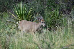 Image of Odocoileus virginianus carminis Goldman & Kellog 1940