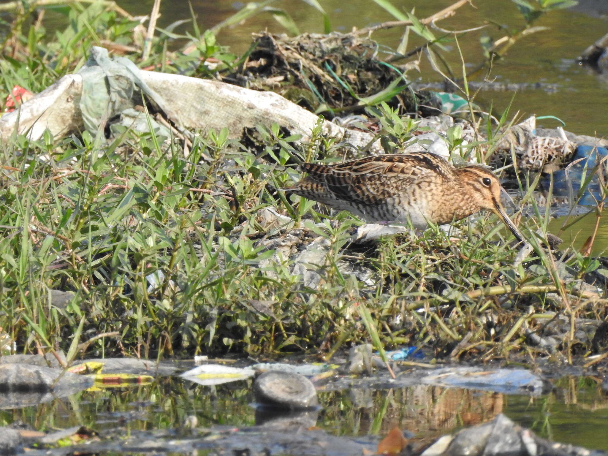 Image of Pin-tailed Snipe