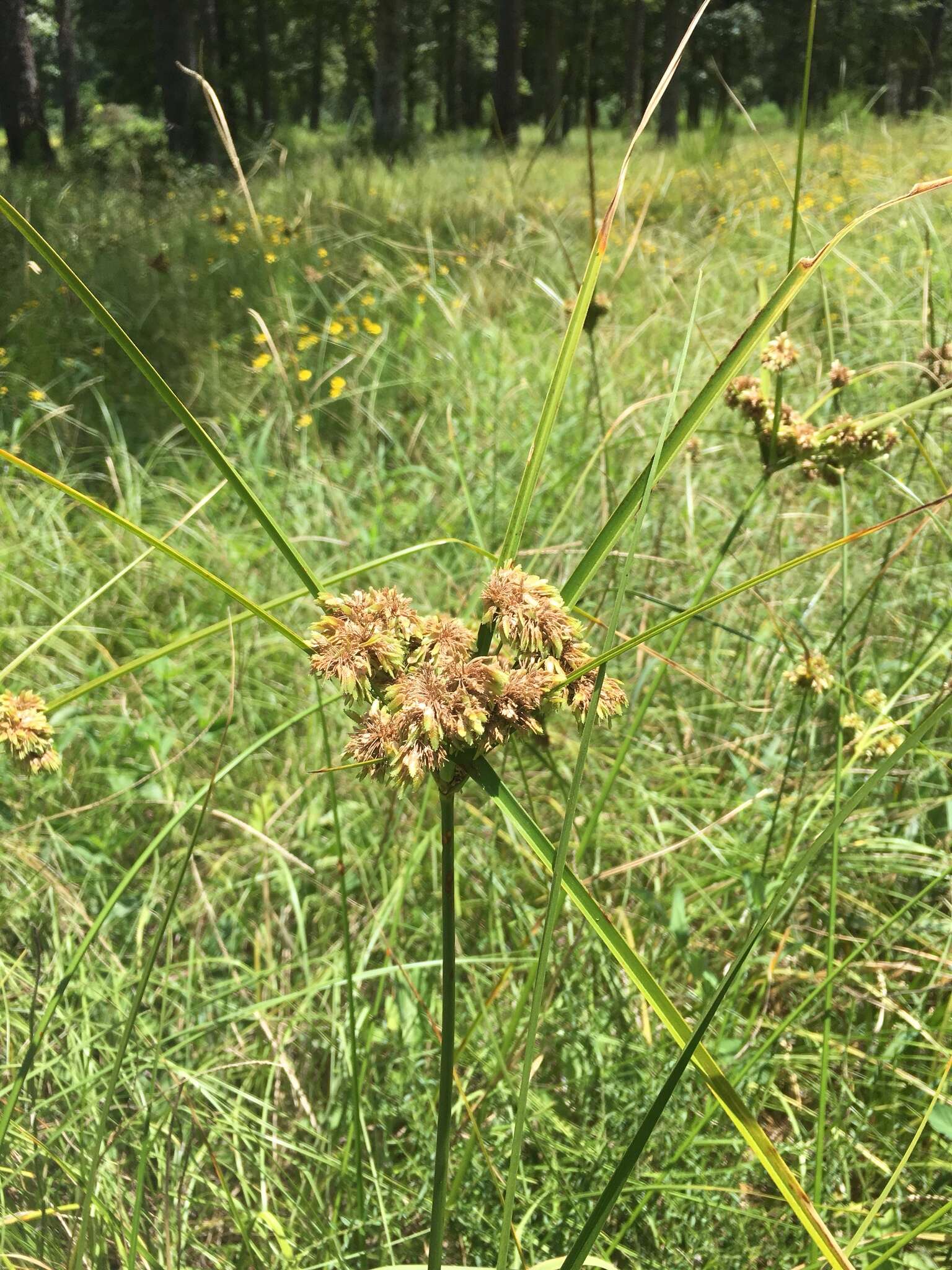 Image of woodrush flatsedge