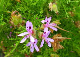 Image of Pelargonium denticulatum Jacq.