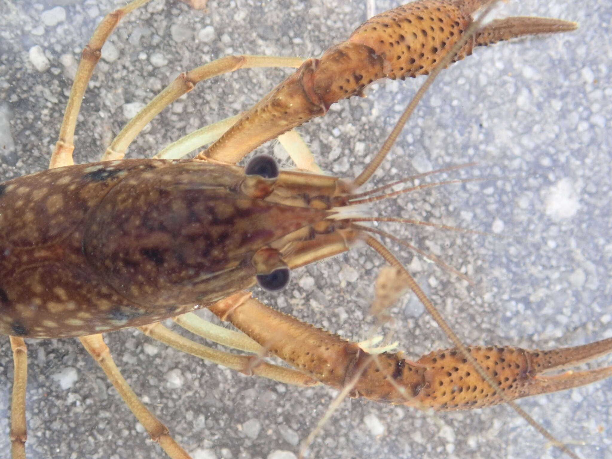Image of Procambarus pycnogonopodus Hobbs 1942