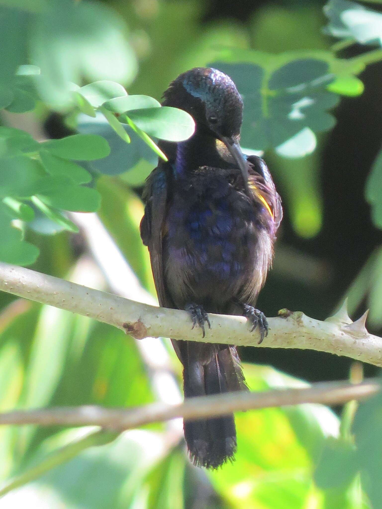 Image of Copper-throated Sunbird