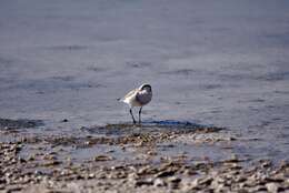 Image of Puna Plover