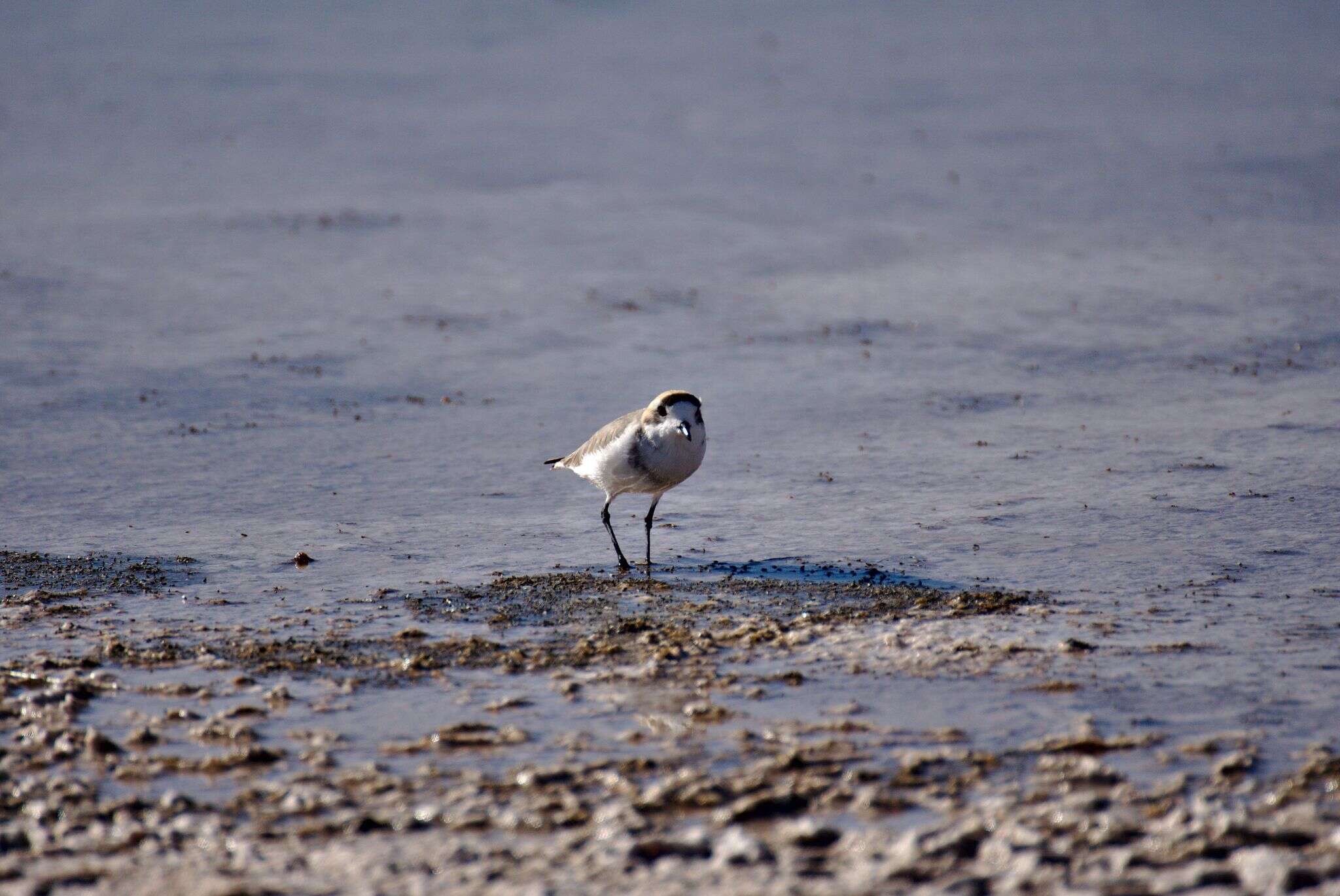 Image of Puna Plover