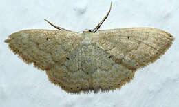 Image de Idaea litigiosaria Boisduval 1840