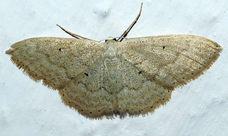 Image de Idaea litigiosaria Boisduval 1840