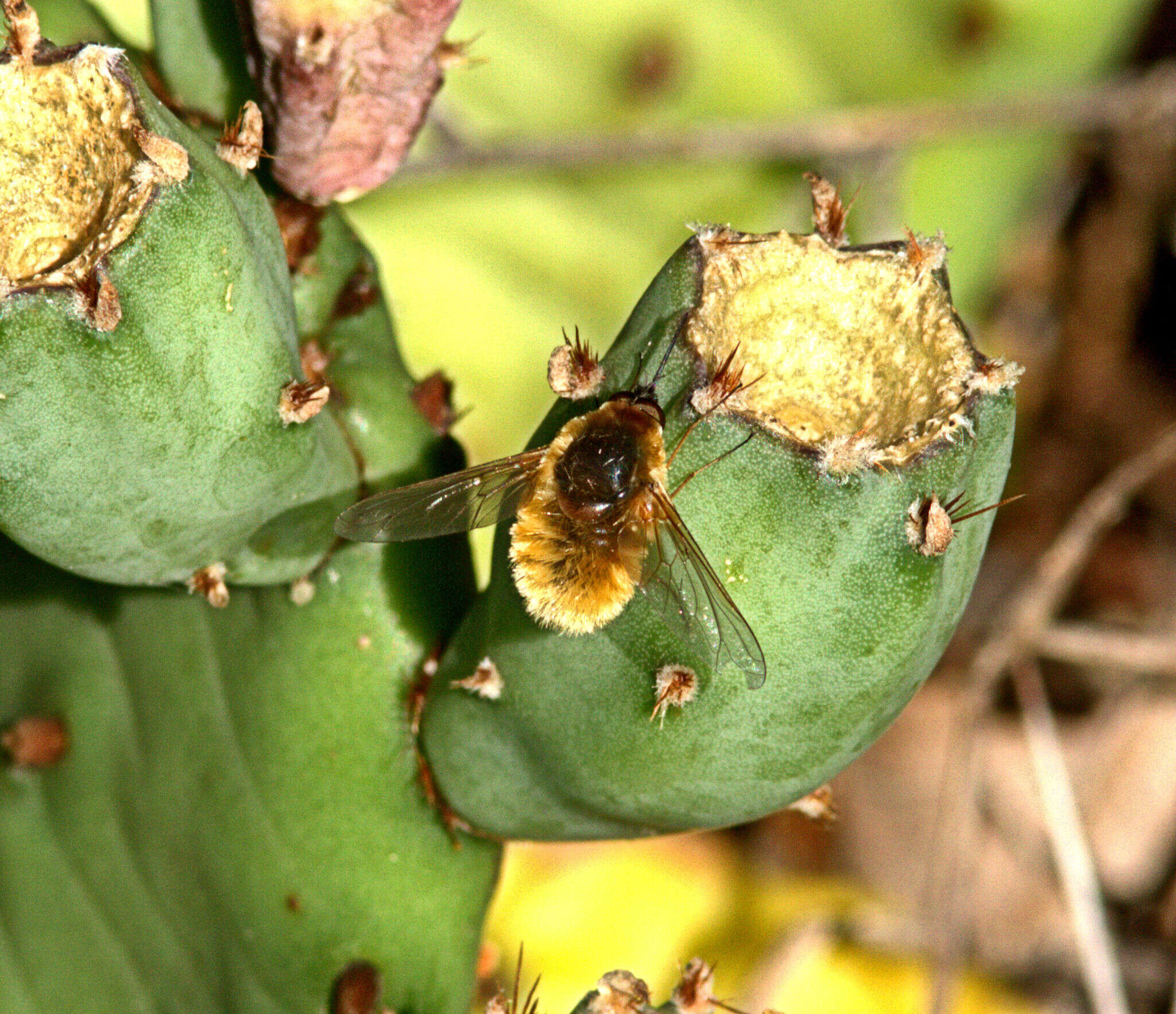 Image of grasshopper bee fly