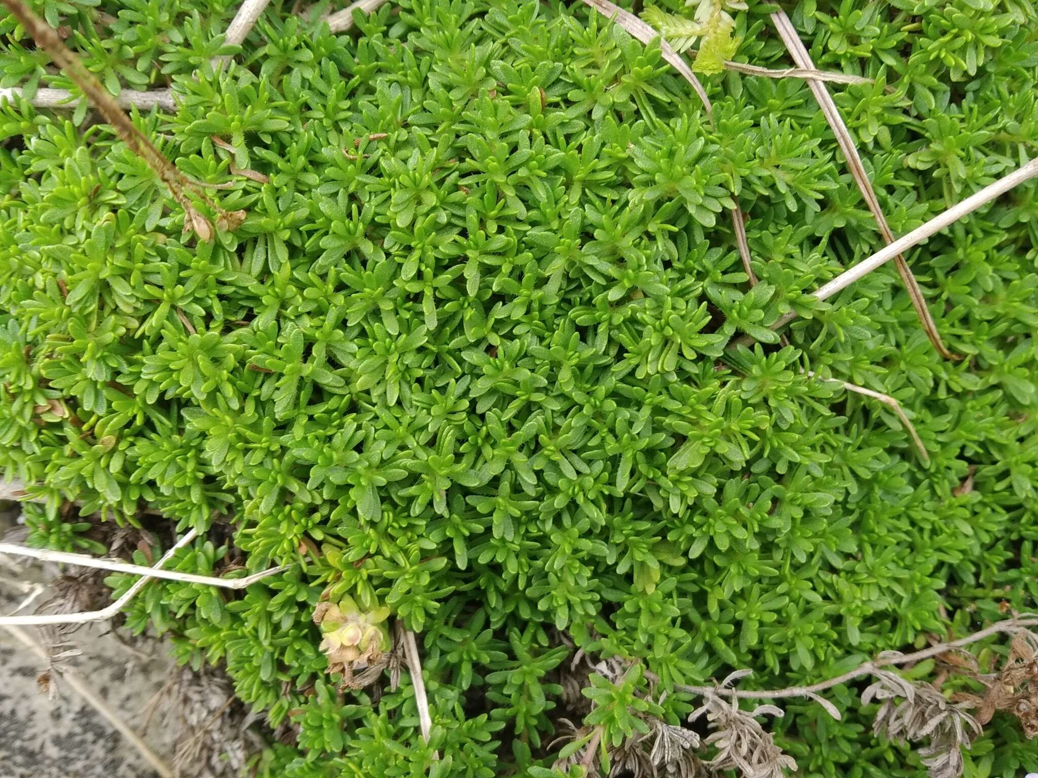 Image of Thymus caespititius Brot.