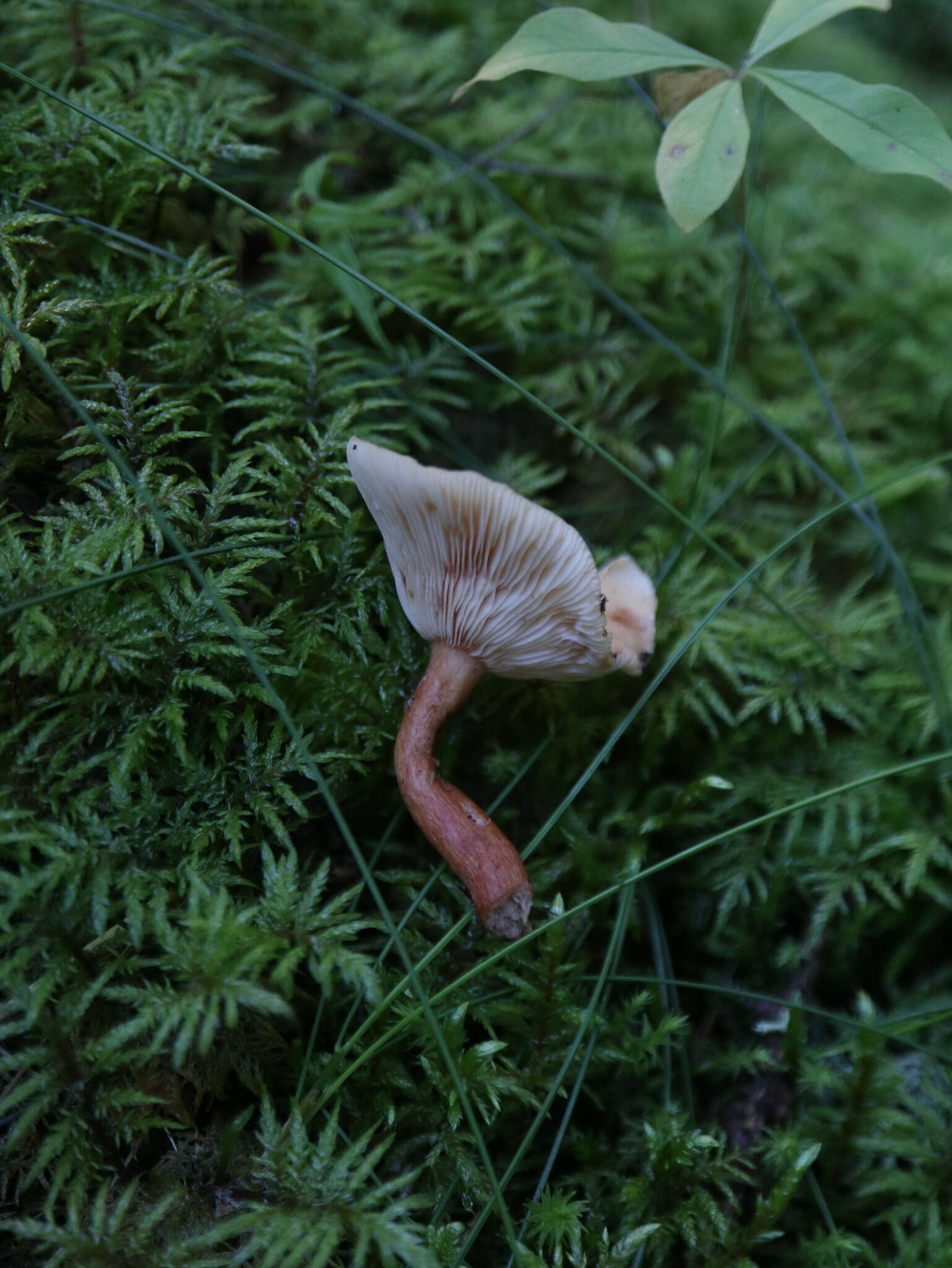 Image of Birch Milkcap