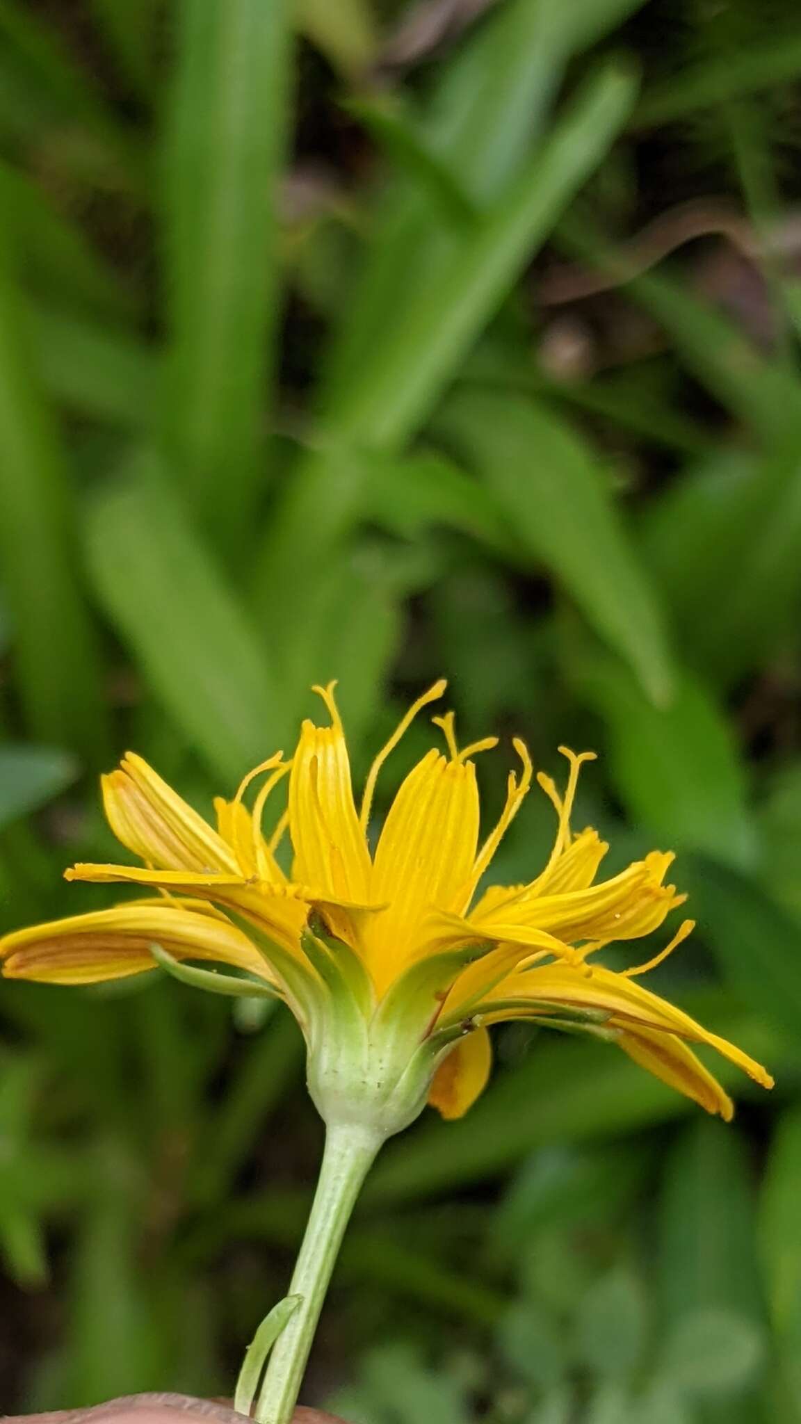 Sivun Phalacroseris bolanderi A. Gray kuva