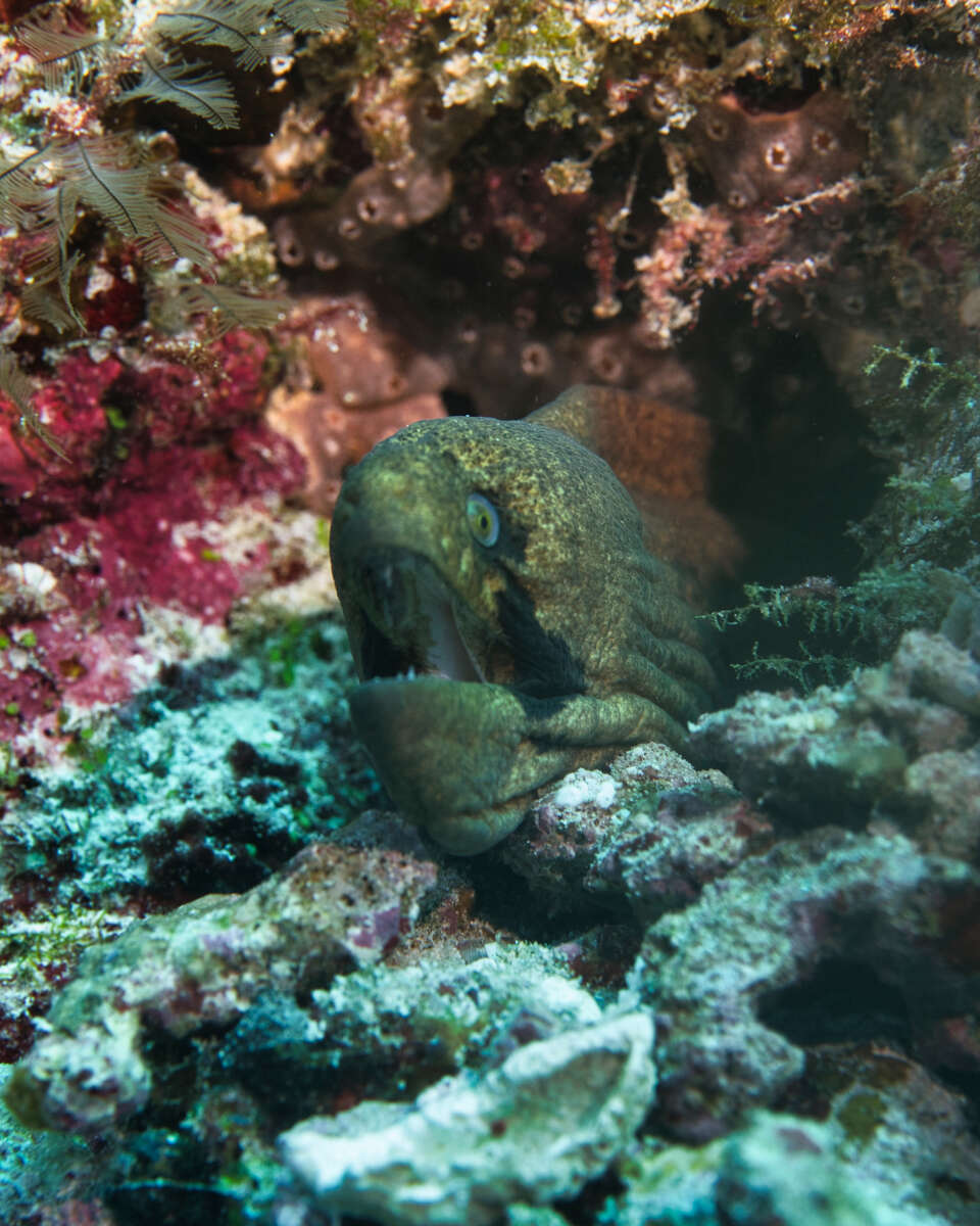 Image of Black cheek moray