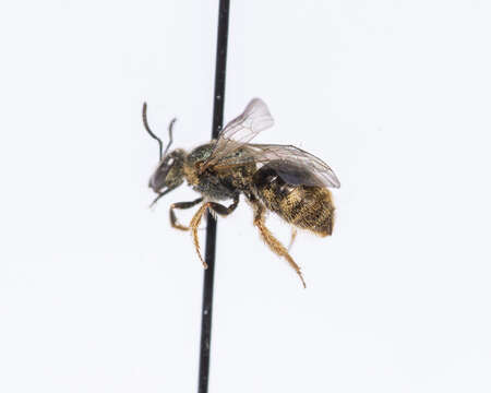 Lasioglossum reticulatum (Robertson 1892)的圖片