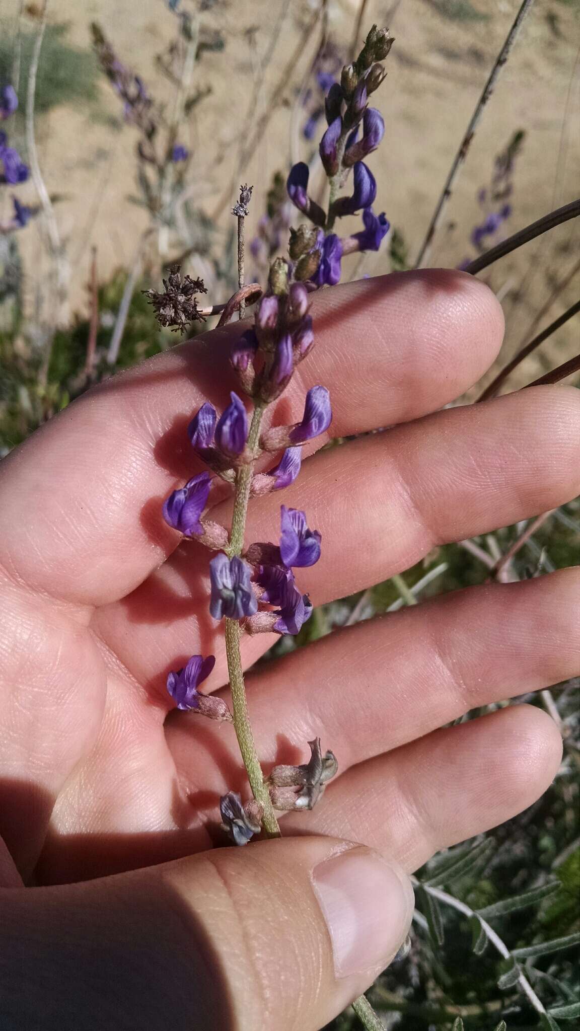 Image of San Bernardino milkvetch