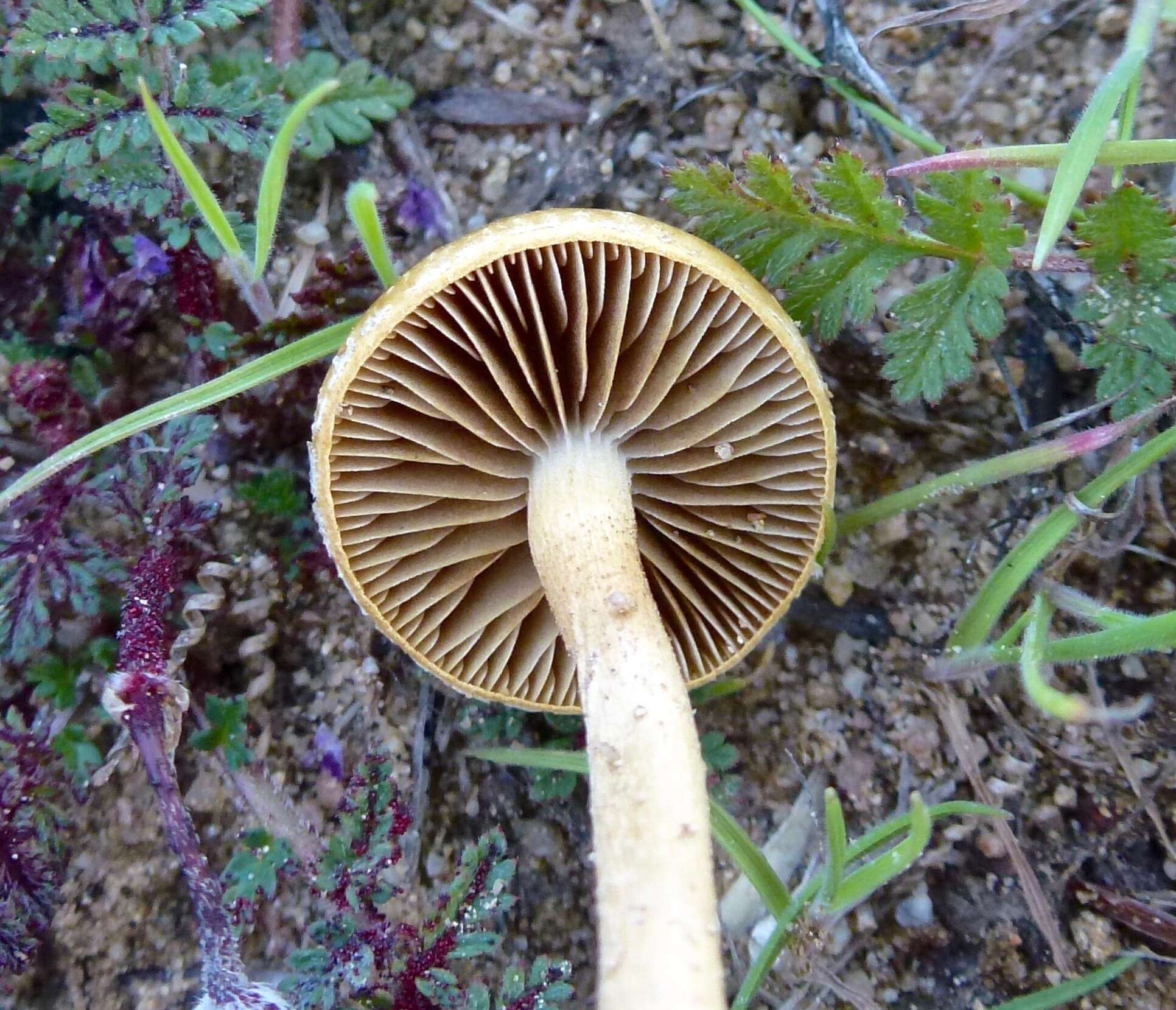 Image of Agrocybe pediades (Fr.) Fayod 1889