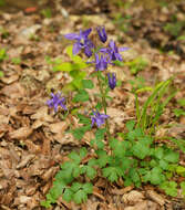 Image of Aquilegia vulgaris subsp. vulgaris