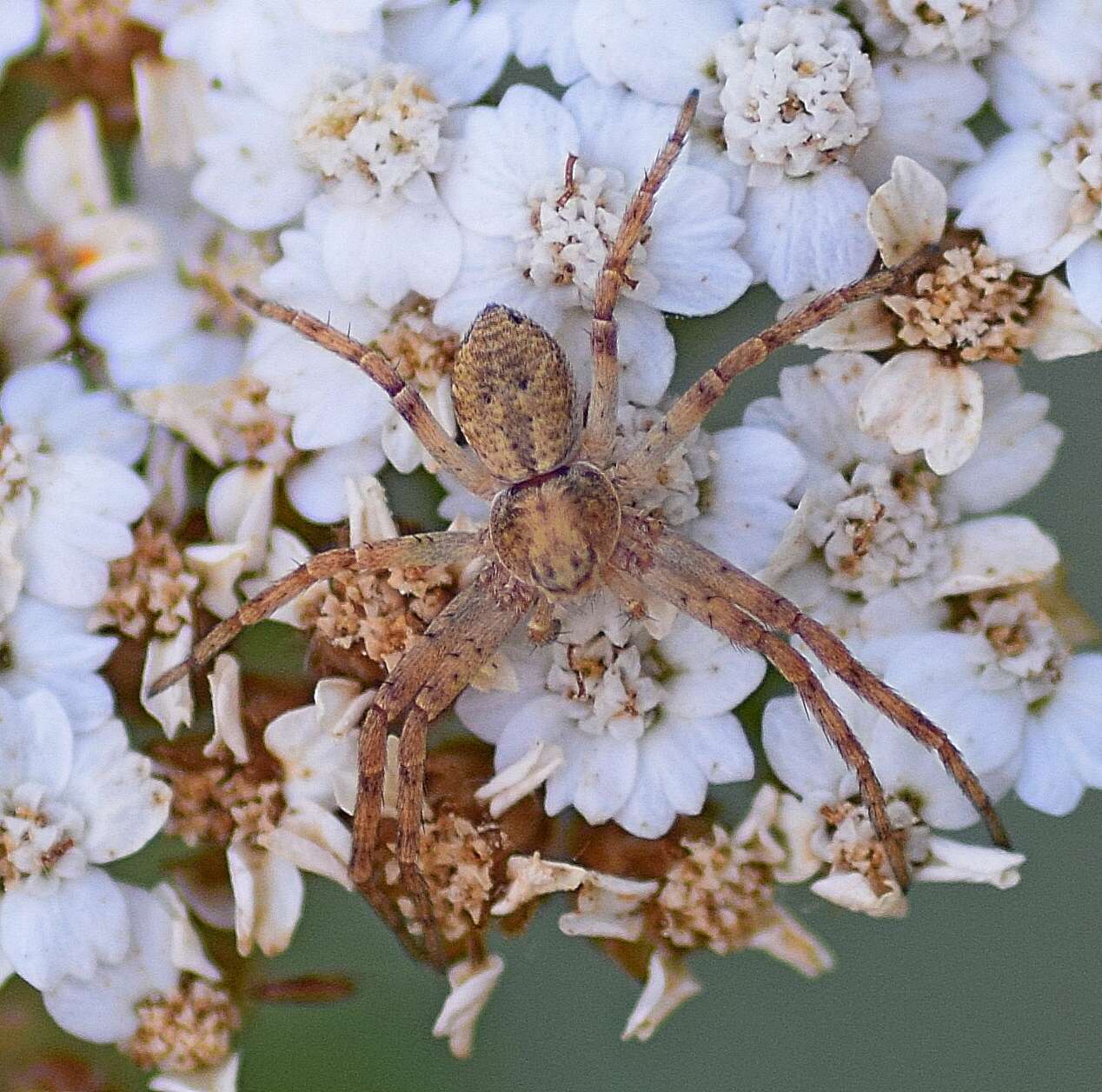 Image of Philodromus cespitum (Walckenaer 1802)