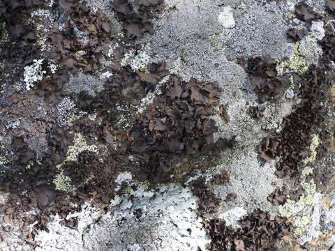 Image of Petaled rock tripe lichen