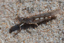 Image of Algarve Sand Grasshopper