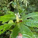 Aphelandra dolichantha Donn. Sm. resmi