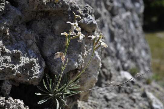 Matthiola fruticulosa subsp. valesiaca (J. Gay ex Gaudin) P. W. Ball resmi