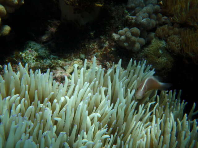 Image of Sebae Anemone