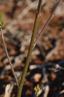 Plancia ëd Oxalis rubricallosa Oberl., Dreyer & Roets