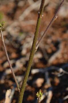 Plancia ëd Oxalis rubricallosa Oberl., Dreyer & Roets