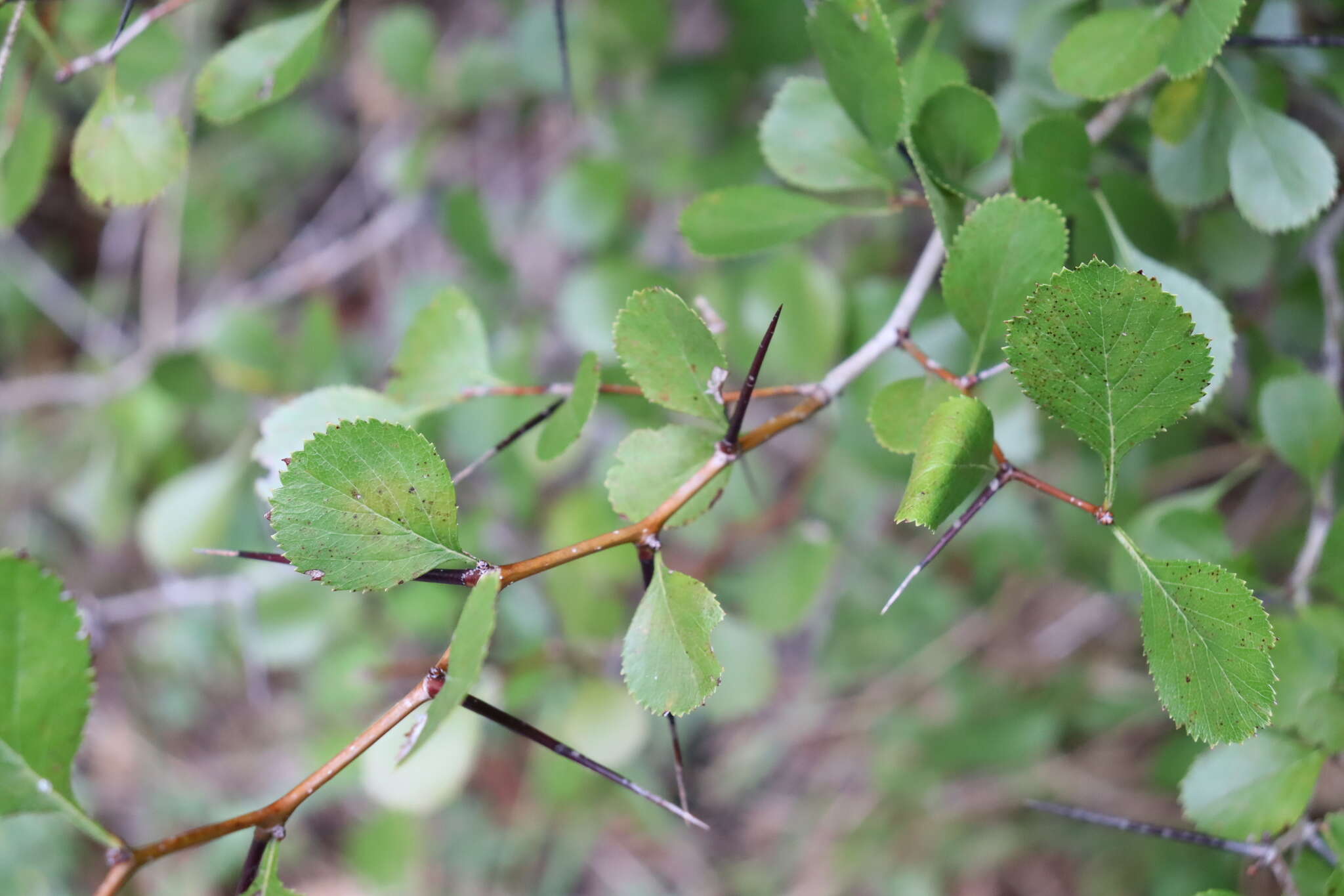 Слика од Crataegus reverchonii Sarg.