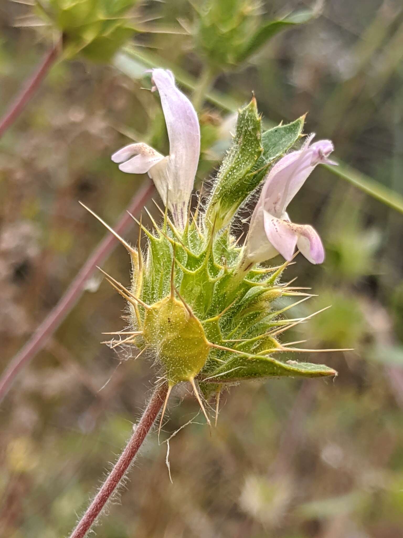 Image of Santa Clara thorn-mint