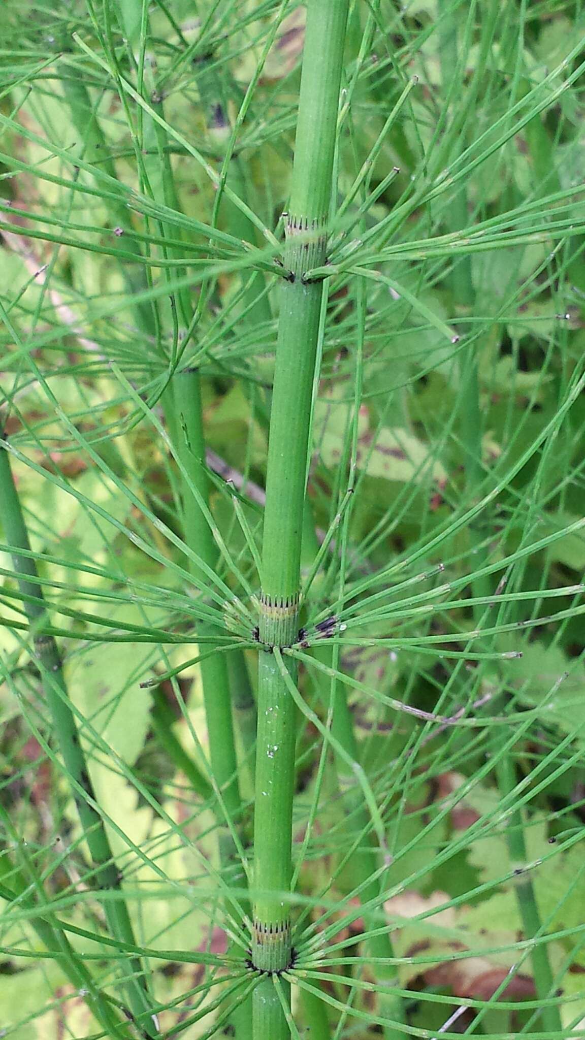 Image de Prêle des rivières