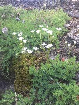 Image of yellowdot saxifrage