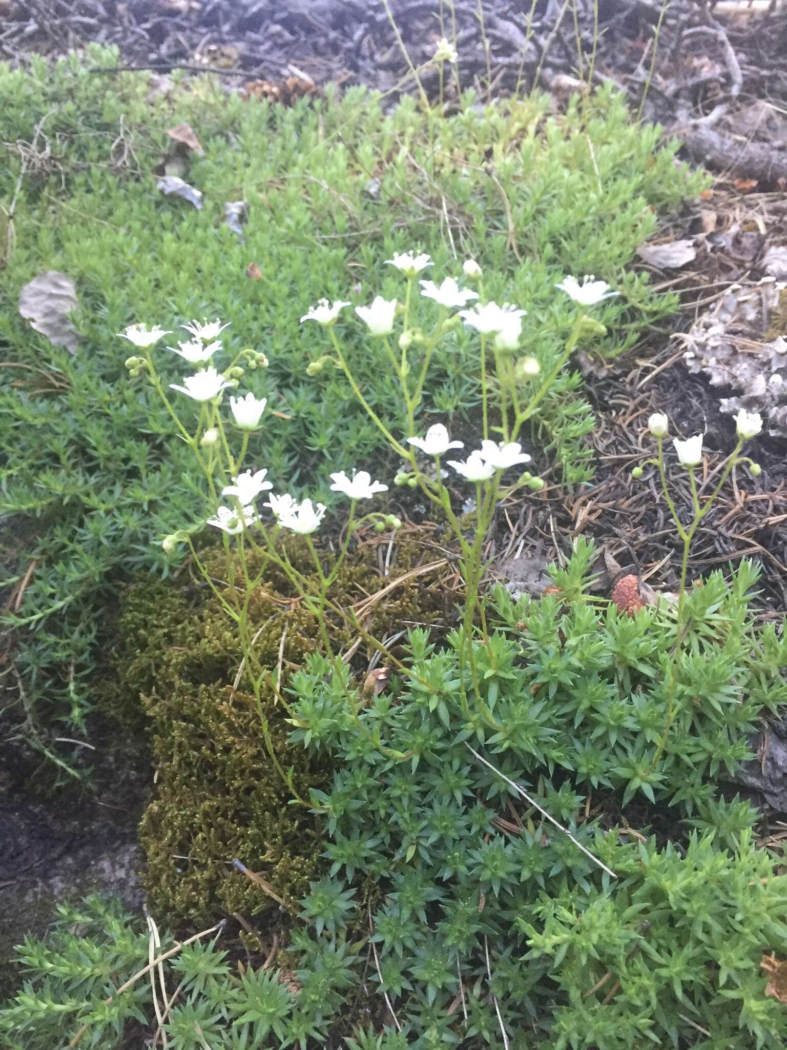 Image de Saxifraga bronchialis L.