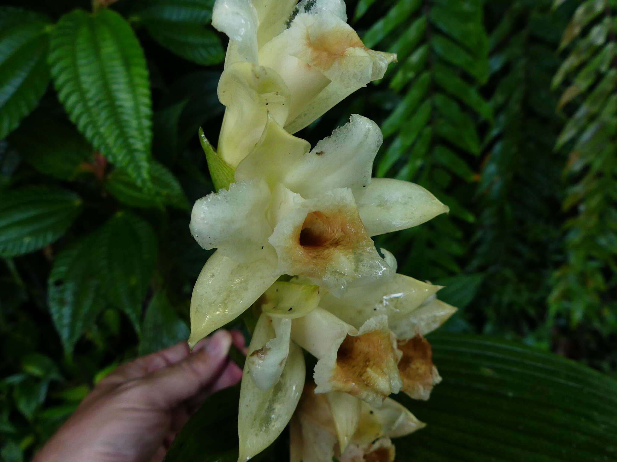 صورة Sobralia tamboana Dodson