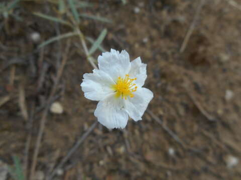 Image of White Rock-rose