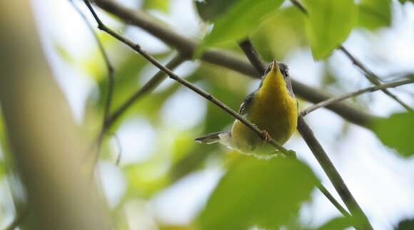 Image of Tropical Parula