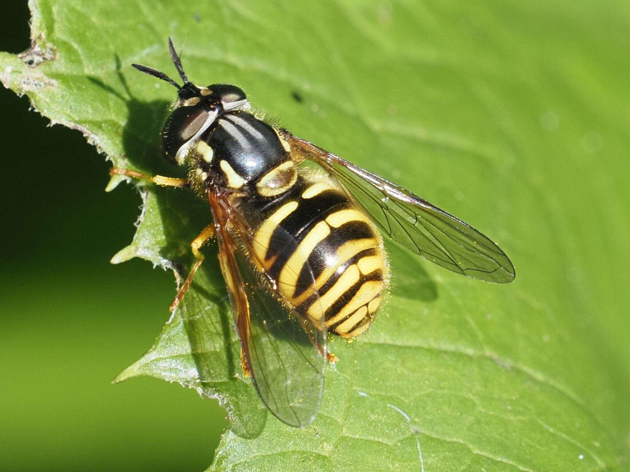 Plancia ëd Chrysotoxum arcuatum (Linnaeus 1758)